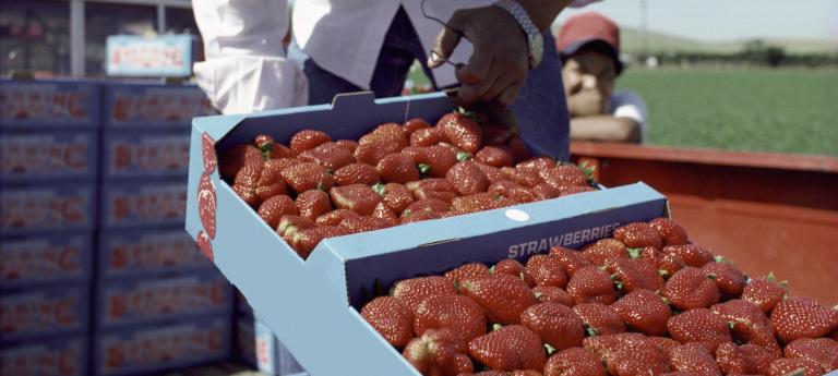 Afbeelding Vakbekwaam medewerker agrohandel en logistiek