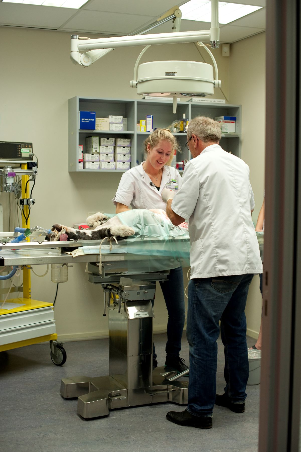 Afbeelding Dierenartsassistent paraveterinair