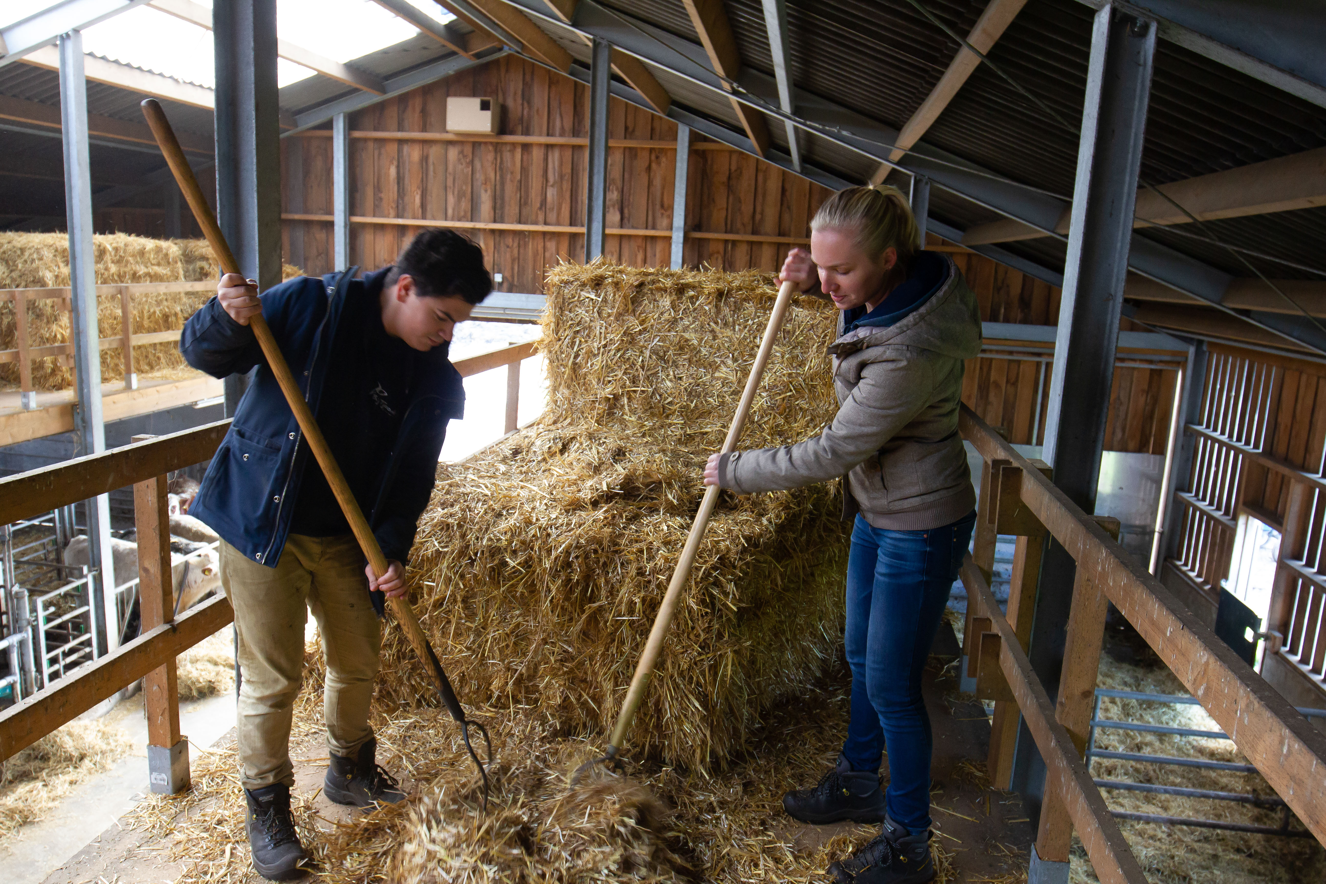 Afbeelding Persoonlijk werkbegeleider zorgboerderij