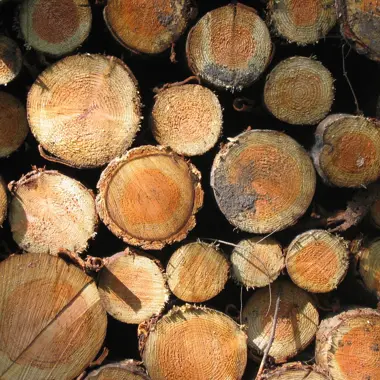 Opgestapelde houten stammen die natuurproducten tonen voor groenbeheer en landschapsinrichting