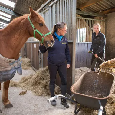Twee verzorgers die hooi in een kruiwagen scheppen tijdens het zorgen voor een paard in een stal