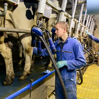 Vakexpert veehouderij bedient melkmachine en houdt toezicht in een melkveebedrijf.