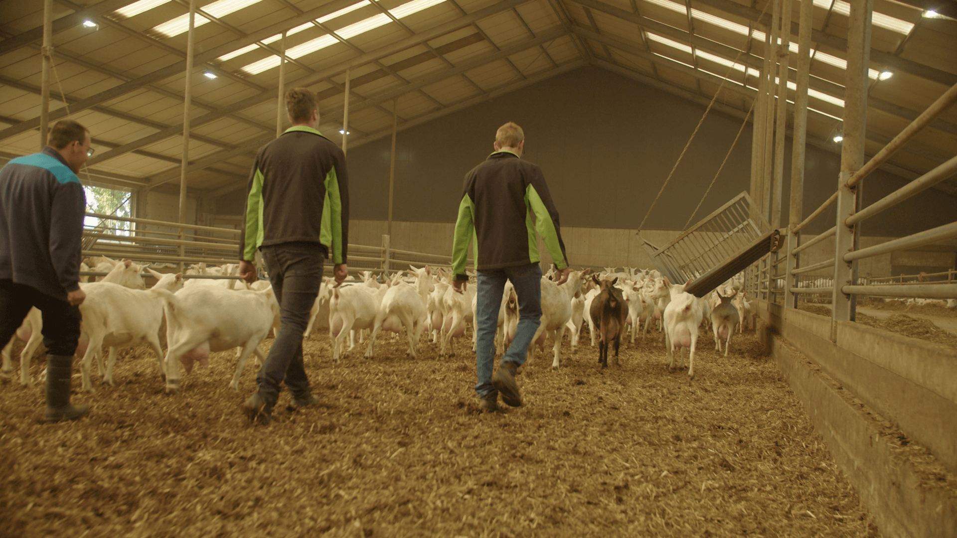 Werkbegeleiders lopen tussen geiten in een stal op een zorgboerderij tijdens begeleiding.