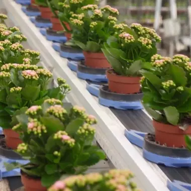 Automatische band met potplanten in een kas voor duurzaam plantenteeltproces